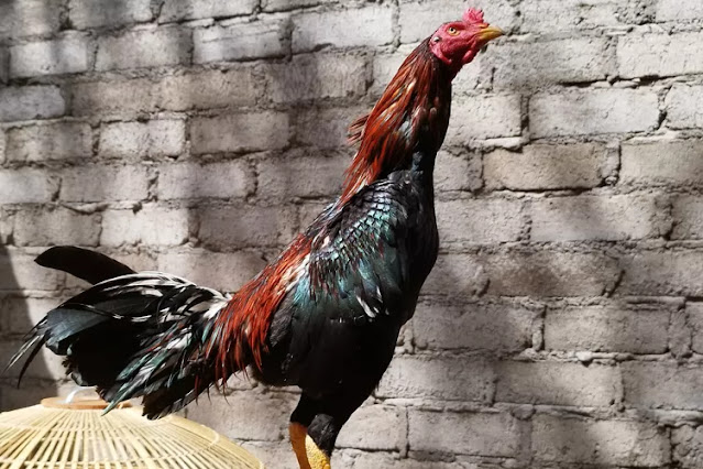 Cara Mengatasi Penyakit Cacingan Pada Ayam Bangkok