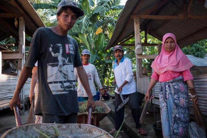 Panduan Lengkap Budidaya Sapi Bali untuk Pemula