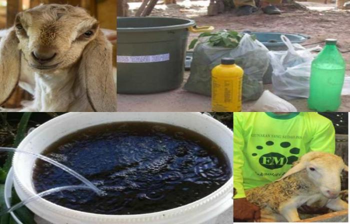 Cara Fermentasi Urine Kambing dengan EM4, Pupuk Alami untuk Pertanian Berkelanjutan