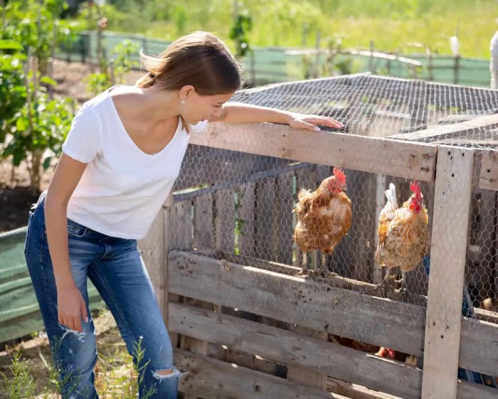 Panduan Lengkap Merawat Ayam Bangkok untuk Kinerja Optimal