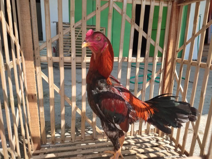 Cara Melatih Ayam Bangkok Pukulan Mati, Panduan Lengkap