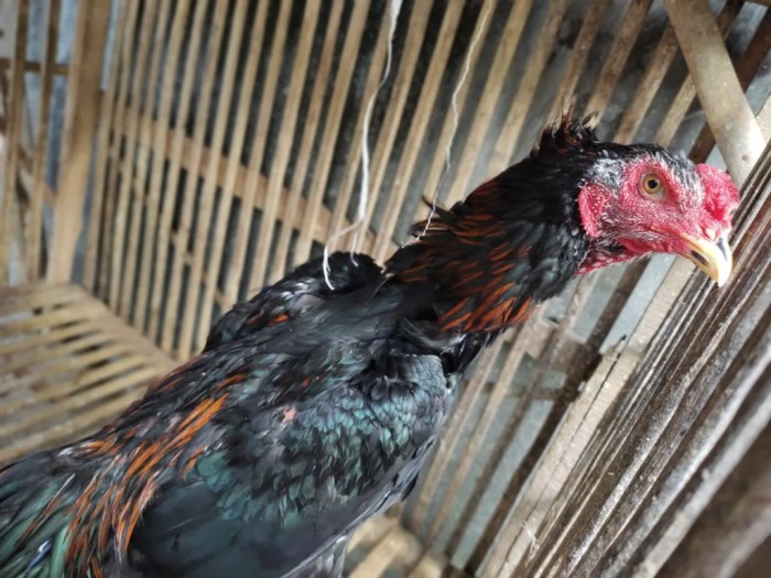 Cara Melatih Ayam Bangkok Pukulan Mati, Panduan Lengkap