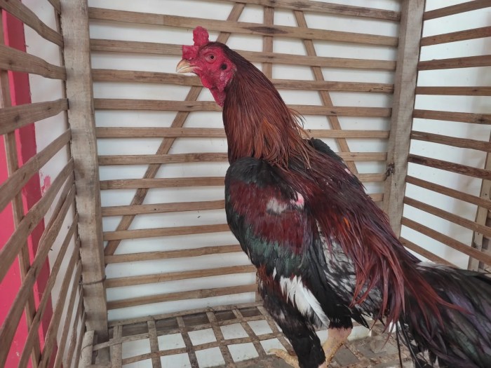 Panduan Praktis, Cara Pemakaian Tetra Chlor untuk Ayam