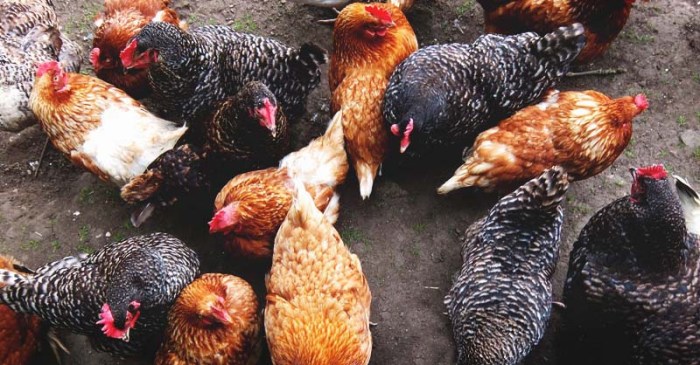 Cara Efektif Mengatasi Kutu pada Ayam