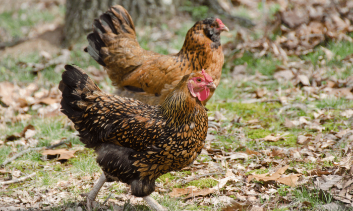 Cara Membedakan Ayam Jantan dan Betina, Panduan Sederhana