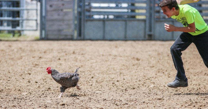 Cara Menangkap Ayam, Panduan Lengkap untuk Menangkap Ayam dengan Aman dan Efektif