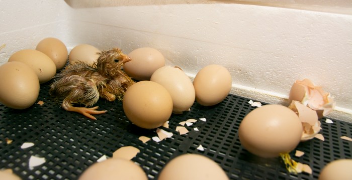 Cara Menetaskan Telur Ayam dengan Beras, Panduan Sederhana