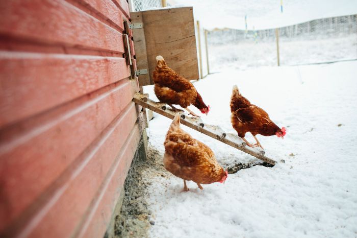 Panduan Lengkap Cara Memelihara Ayam untuk Pemula