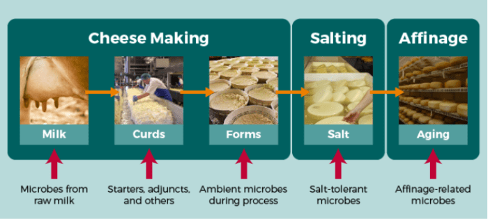 Cara Membuat Fermentasi Susu Sapi, Panduan Mudah untuk Yogurt dan Kefir