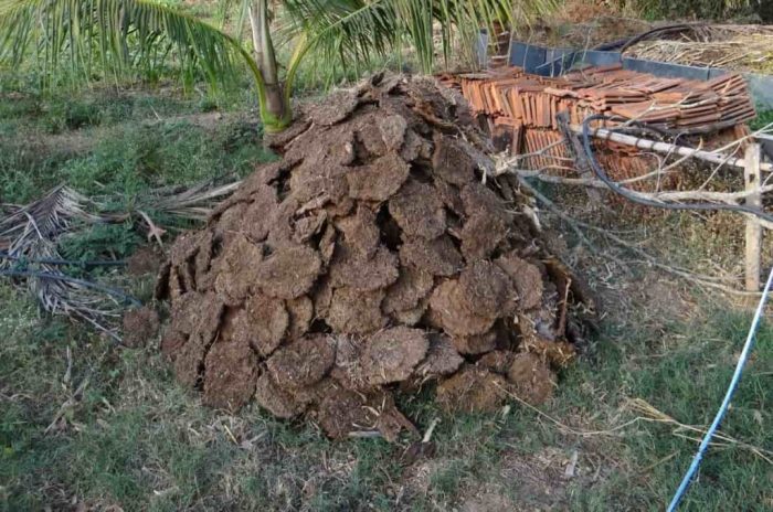 Cara Mudah Bikin Kompos dari Kotoran Sapi, Panduan Lengkap