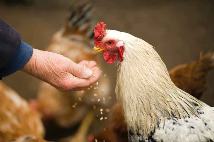 Cara Mudah Menyembuhkan Ayam Sakit