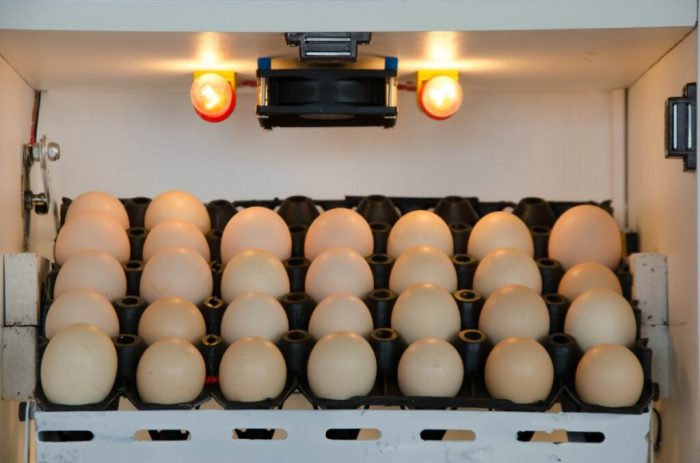 Cara Menetaskan Telur Ayam Tanpa Lampu, Panduan Sederhana