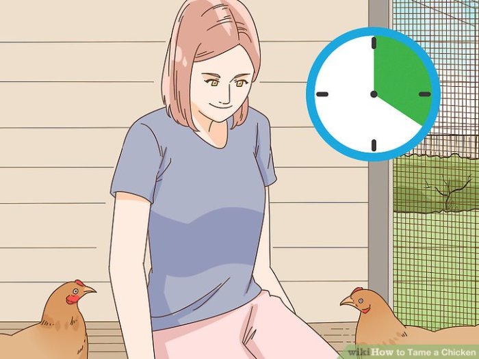 Panduan Menjinakkan Ayam, Langkah Praktis untuk Menjalin Hubungan