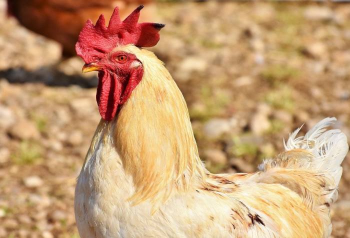 Cara Mewarnai Ayam Warna-warni, Panduan Langkah Demi Langkah
