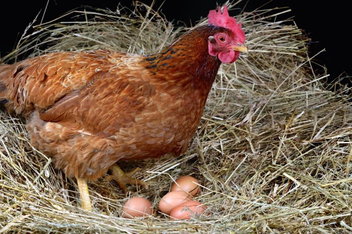 Cara Membuat Pakan Ayam Petelur Sendiri untuk Produksi Optimal