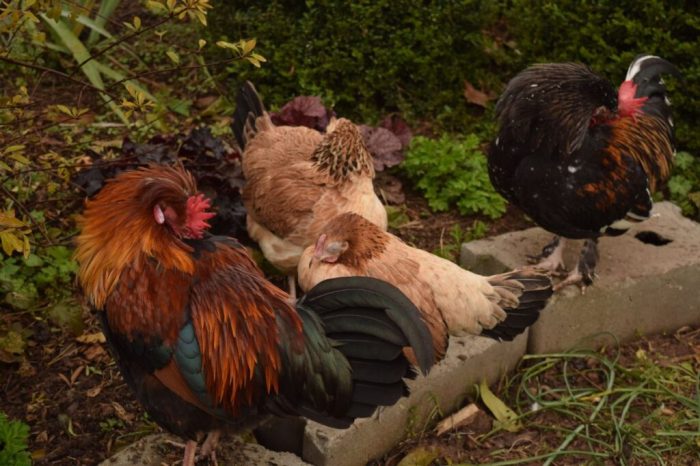 Cara Mengatasi Ayam Ngorok, Panduan Lengkap untuk Kesehatan Pernapasan