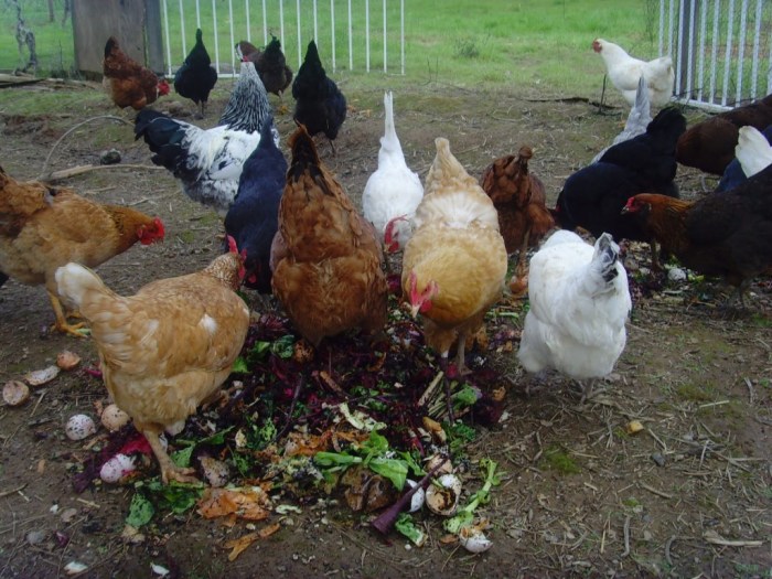 Cara Membuat Ayam Makan dengan Lahap, Panduan Lengkap