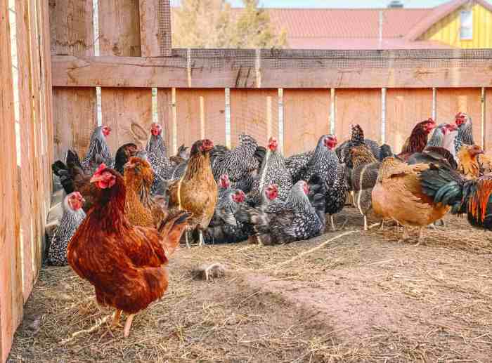 Panduan Lengkap Cara Beternak Ayam Petelur untuk Pemula