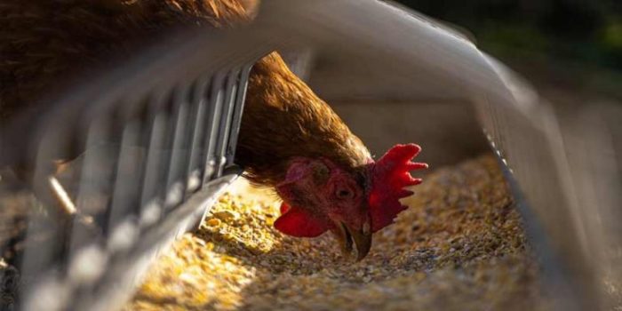Cara Mengatasi Ayam yang Tidak Mau Makan, Panduan Praktis