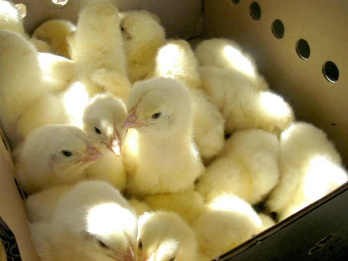 Cara Merawat Anak Ayam dalam Kardus, Panduan Langkah demi Langkah
