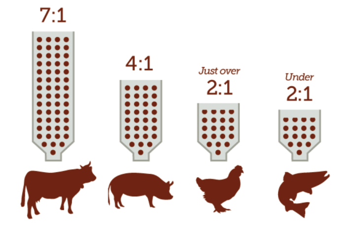 Cara Menghitung FCR Ayam Broiler, Panduan Penting untuk Peternak