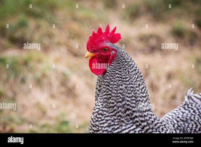 Cara Mengatasi Ayam Bantat, Panduan Lengkap untuk Pemilik Ayam