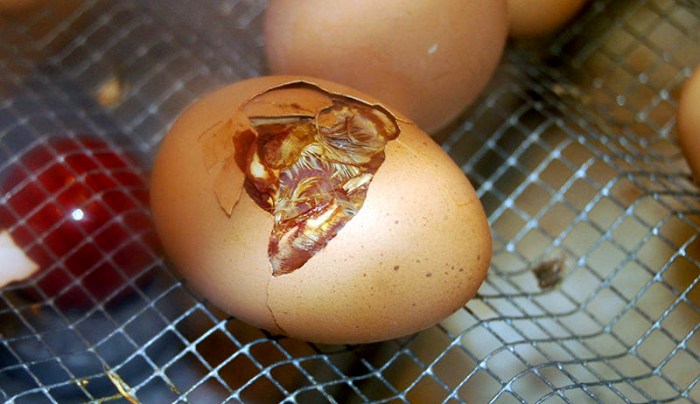 Cara Menetaskan Telur Ayam dengan Lampu, Panduan Langkah Demi Langkah