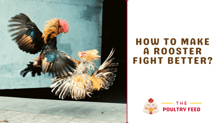 Cara Melatih Pukulan Ayam Agar Keras dan Cepat, Panduan Lengkap