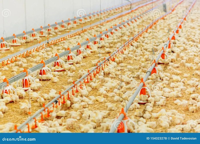 Cara Membuat Pakan Ayam Supaya Cepat Besar, Panduan Lengkap