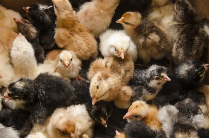 Cara Merawat Anak Ayam Baru Menetas, Panduan Lengkap Agar Tetap Hidup