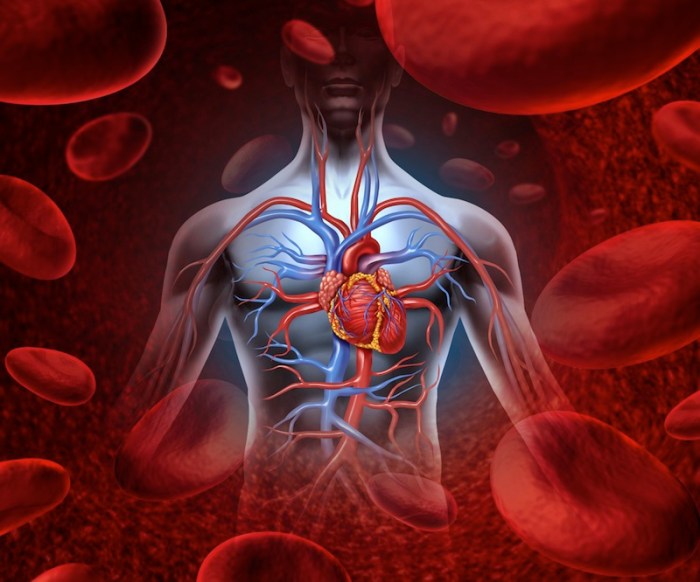 Panduan Menjaga Kesehatan Organ Peredaran Darah Sapi