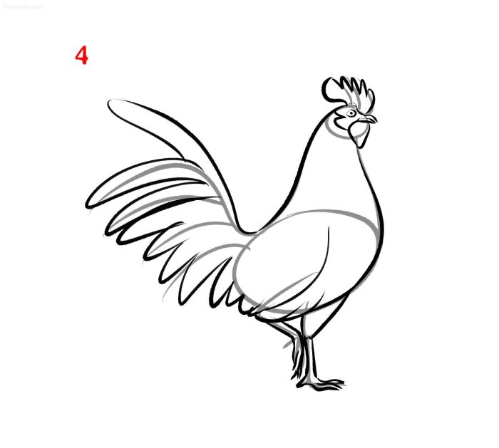 Cara Menggambar Ayam Jantan, Panduan Langkah Demi Langkah