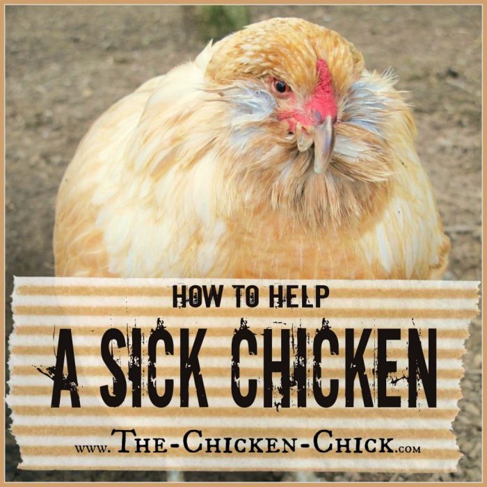 Panduan Lengkap Merawat Ayam Bangkok untuk Kinerja Optimal