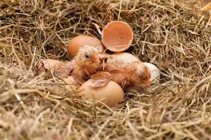 Cara Merawat Anak Ayam Baru Menetas, Panduan Lengkap Agar Tetap Hidup